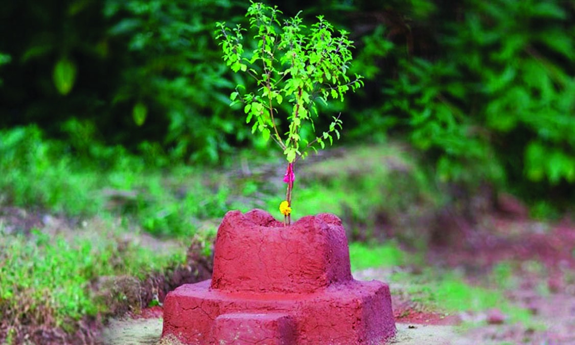 आज घरघरमा तुलसीको बिरुवा रोपि हरिशयनी एकादशी मनाइदैँ