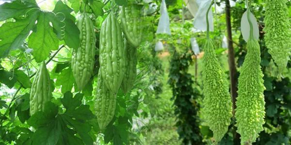तीते करेला कसले खाने, कसले नखाने? Image