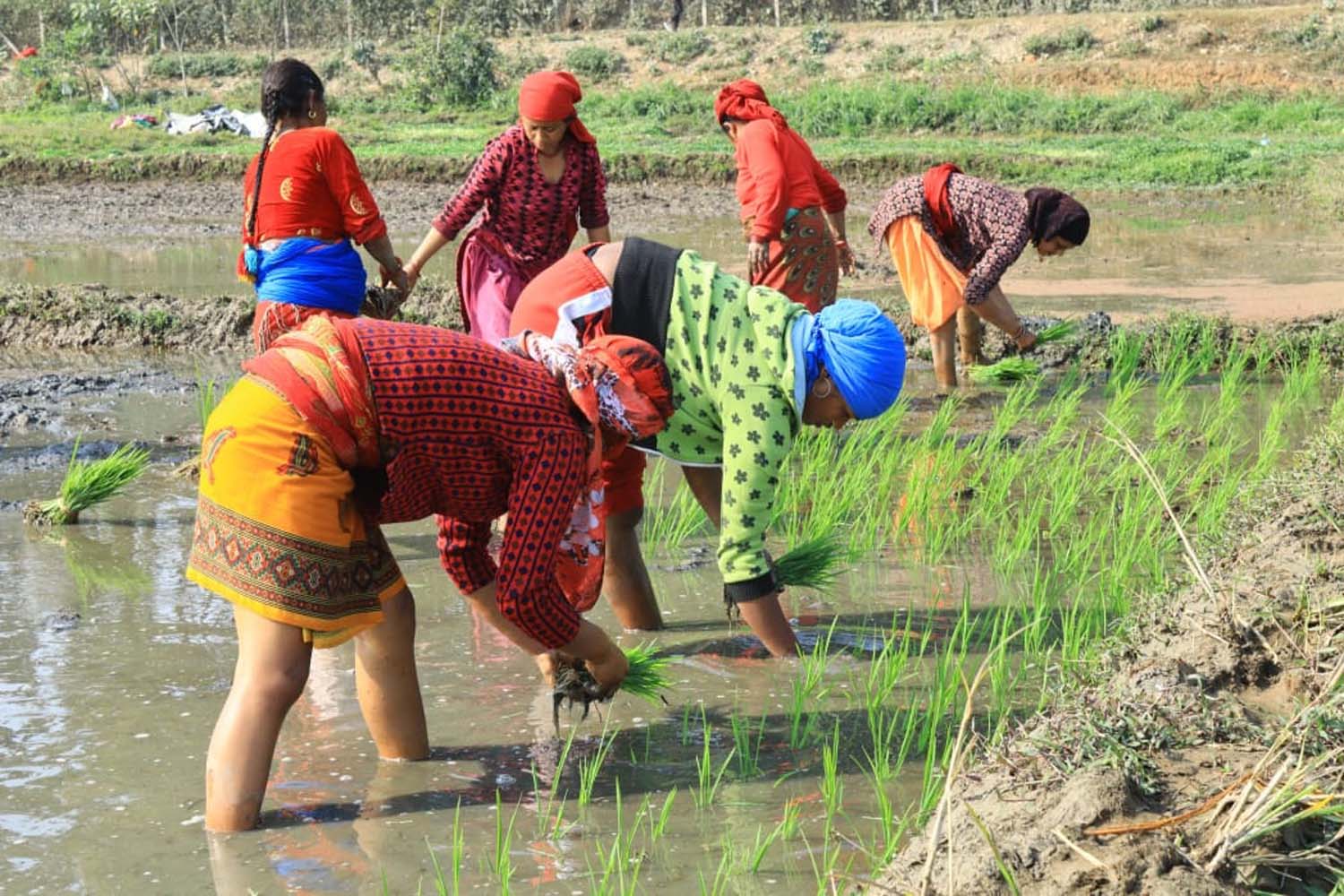 देशभर ९८ प्रतिशत रोपाइँ, धानको उत्पादन बढ्ने प्रक्षेपण Image