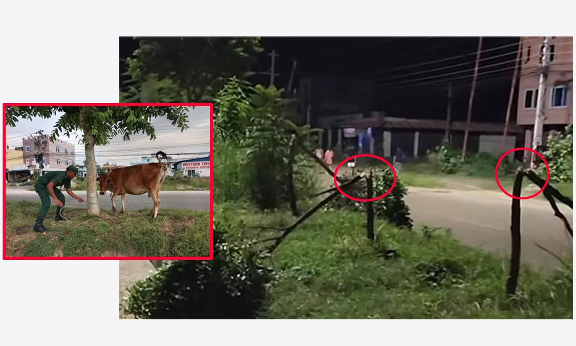 गाई बाँध्न नदिएको झोंकमा ग्रिनबेल्टका पाँच रुख काटियो Image