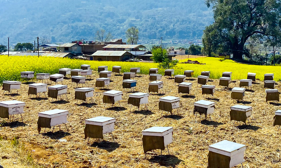 मह बेचेर वार्षिक चौध लाख आम्दानी गर्दै नन्दकला Image