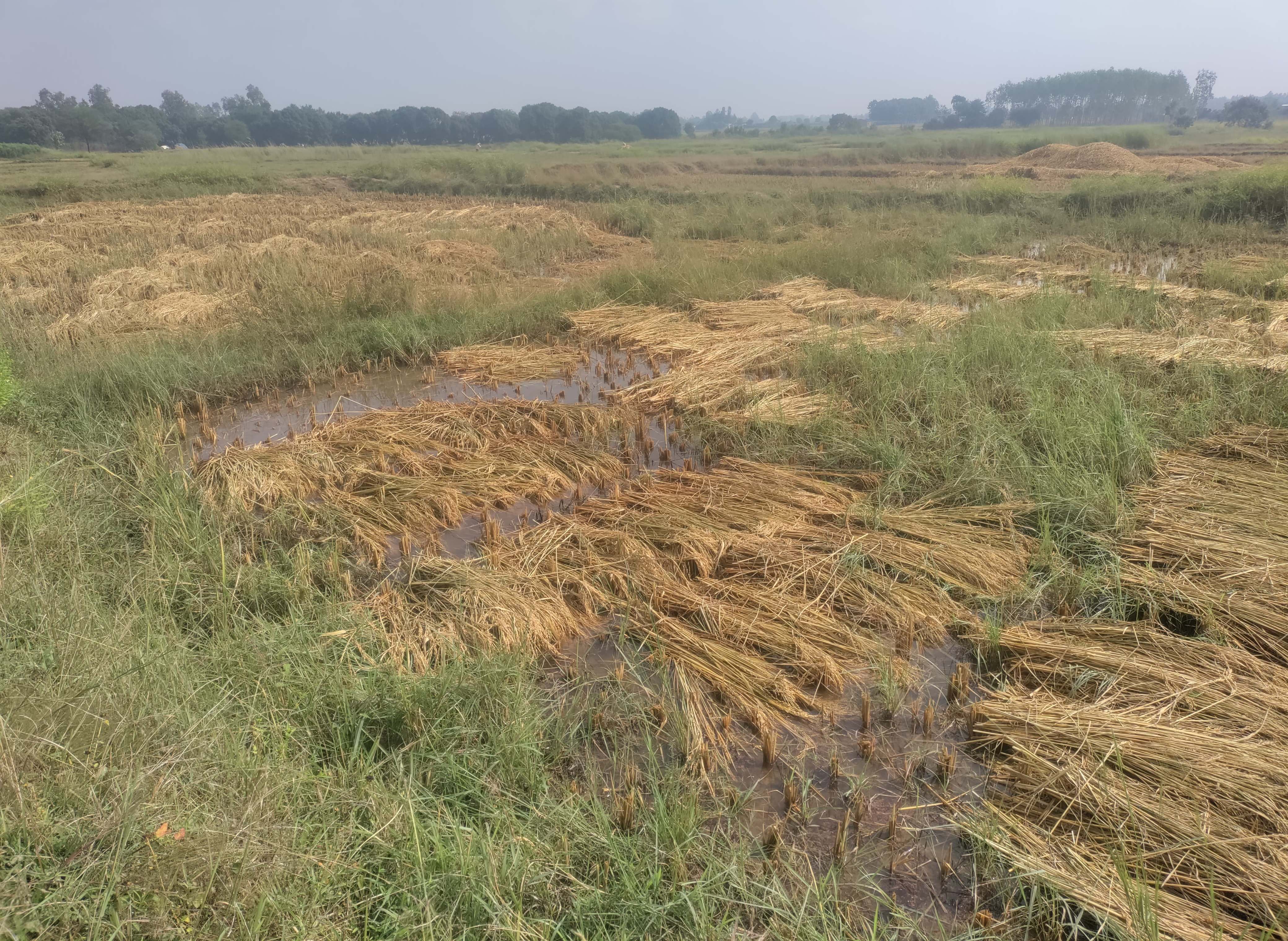बेमौसमी वर्षाले बाँकेमा धान बालीमा क्षति Image