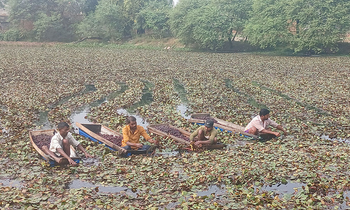 व्यावसायिक सिँगडाखेतीबाट गाउँमै लाखौँ आम्दानी Image