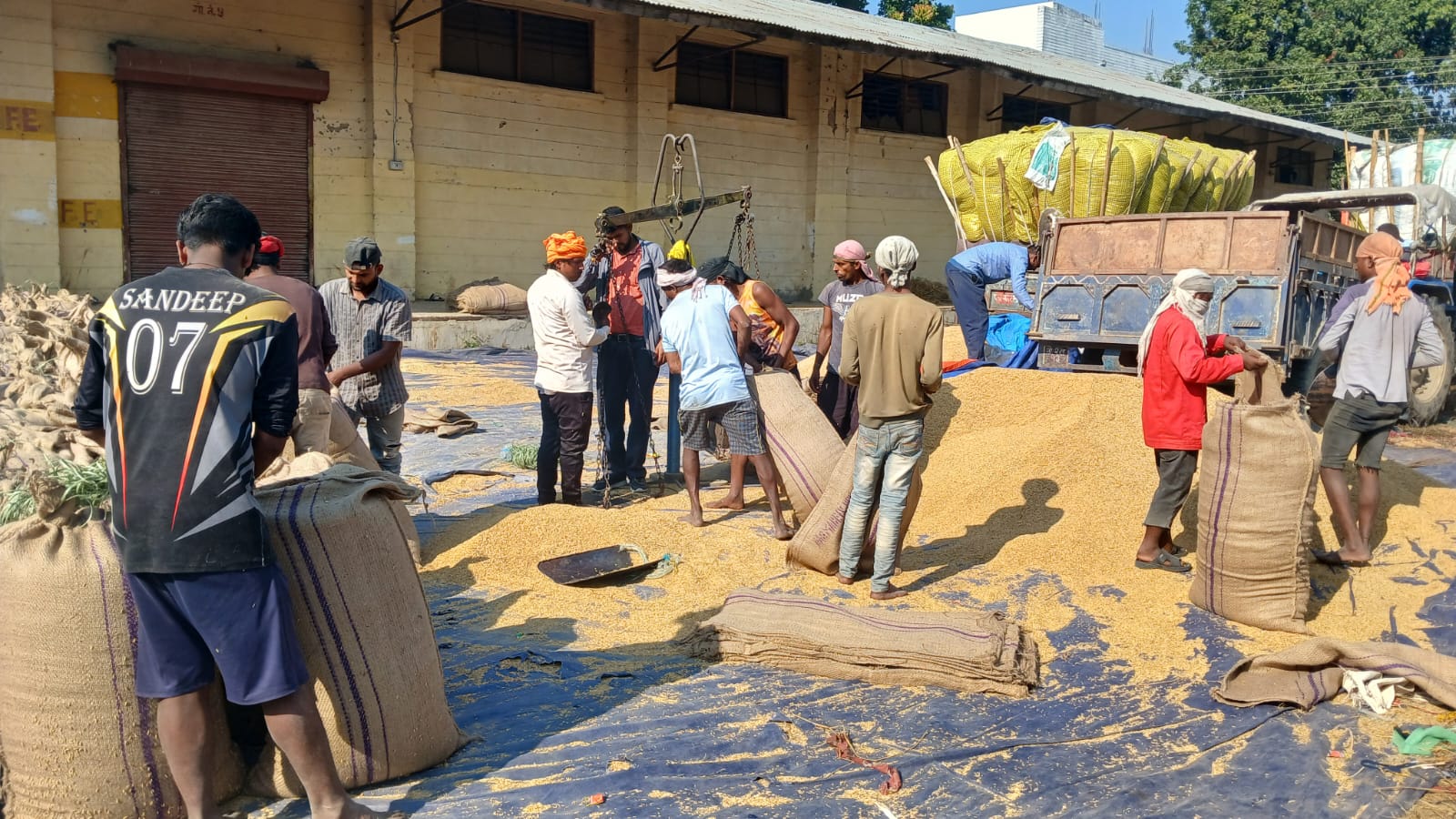 किसानबाट खाद्यले किन्यो नौ करोड बढीको मूल्यको धान Image