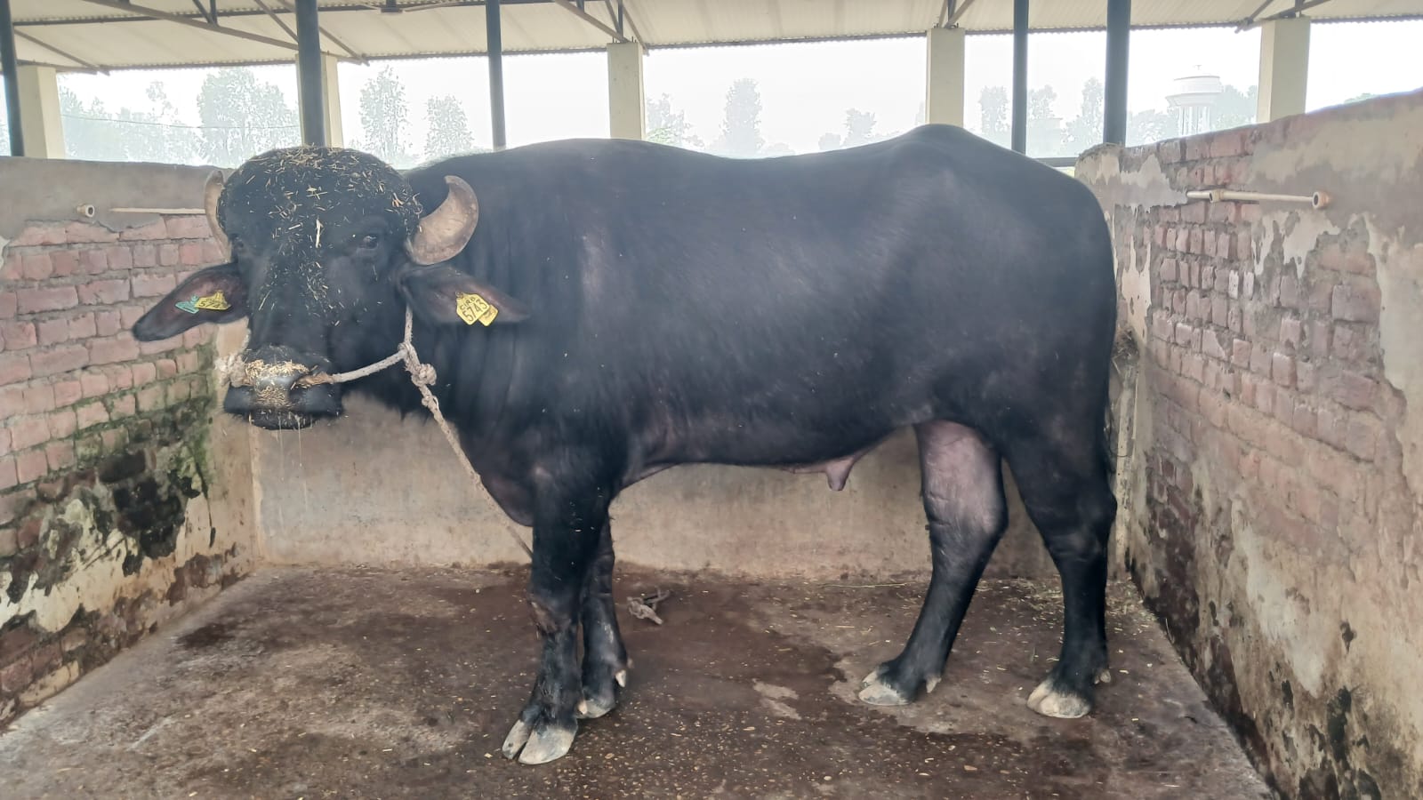 तीन वटा मुर्रा राँगाबाट चार हजार डोज वीर्य उत्पादन Image
