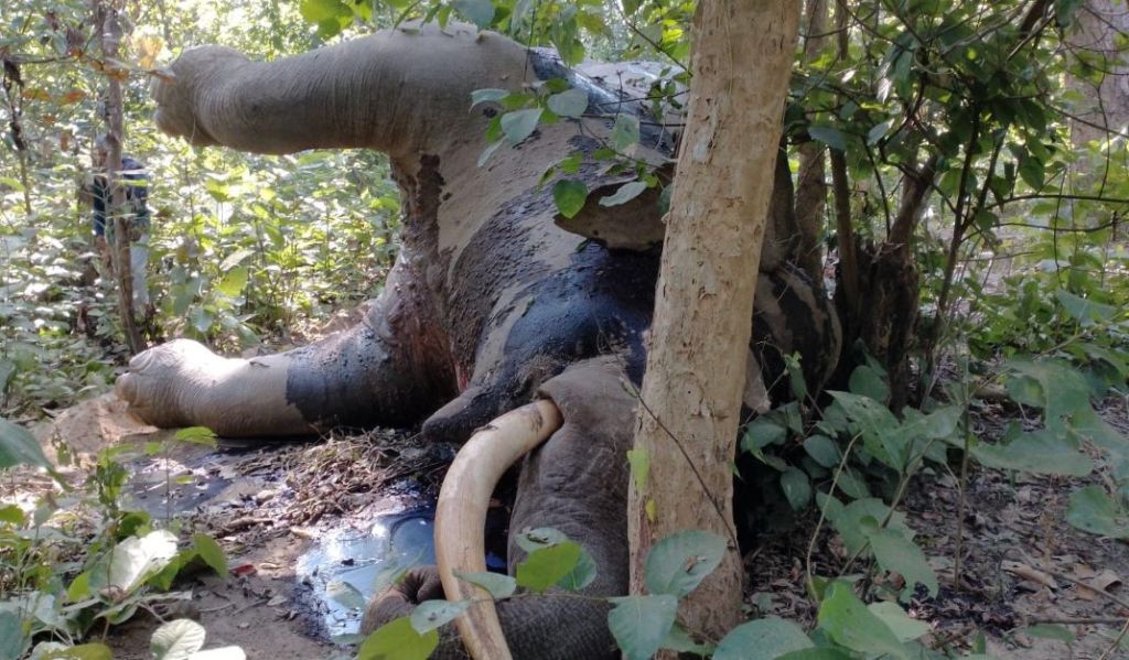 सामुदायिक वनमा जङ्गली हात्ती मृत फेला Image