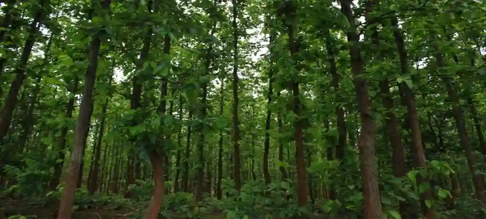 राप्तीसोनारीमा चक्ला व्यवस्थापन योजना प्रभावकारी Image