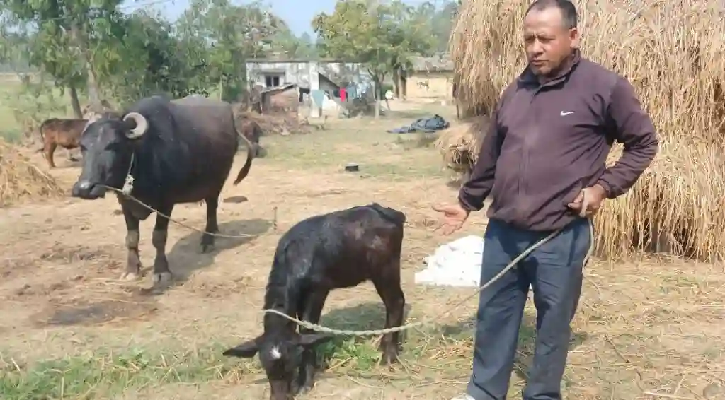 मुर्रा राँगाबाट पाडापाडी उत्पादन शुरु Image