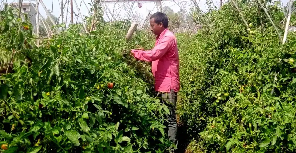 तीन हजार ५०० रूपैयाँ बहिनीसँग सापटी मागेर तरकारी खेती गरेका तुल्सीरामको मासिक एक लाख आम्दानी Image