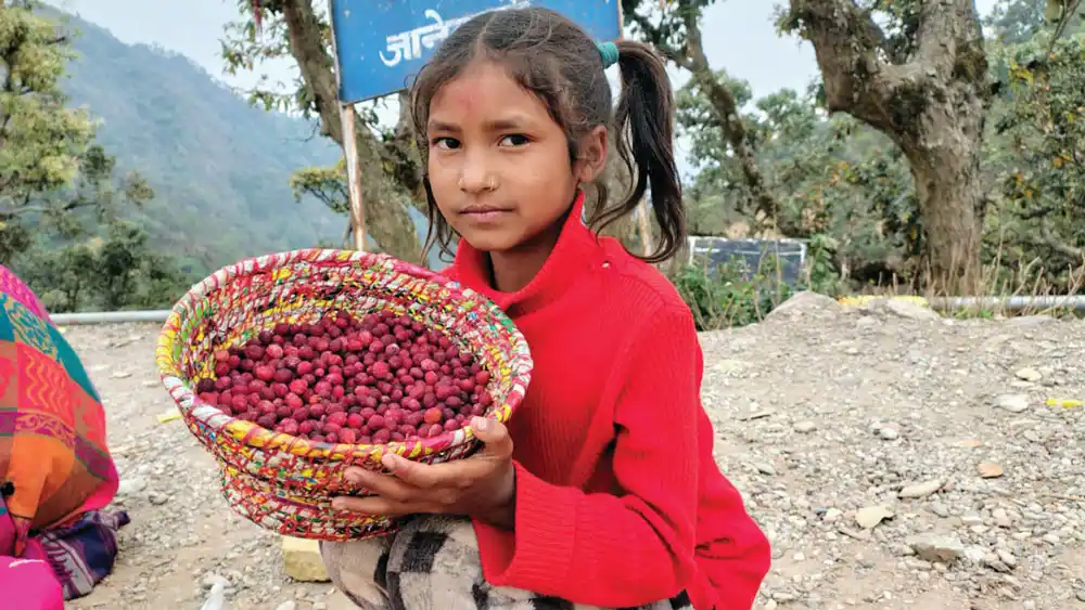 नौ वर्षीया अनुष्काको काफल बेच्दै पढ्ने सपना