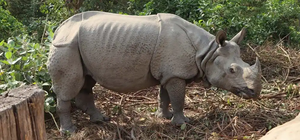 वासस्थान घट्दा नेपालका गैँडा भारततर्फ Image