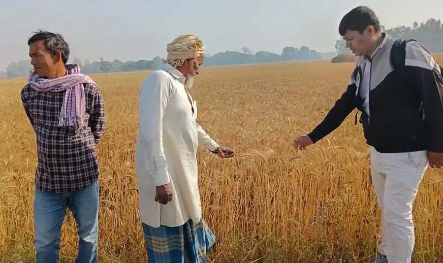 बाँकेमा गहुँ खेतीः क्षेत्रफल घट्यो, उत्पादन बढ्यो Image