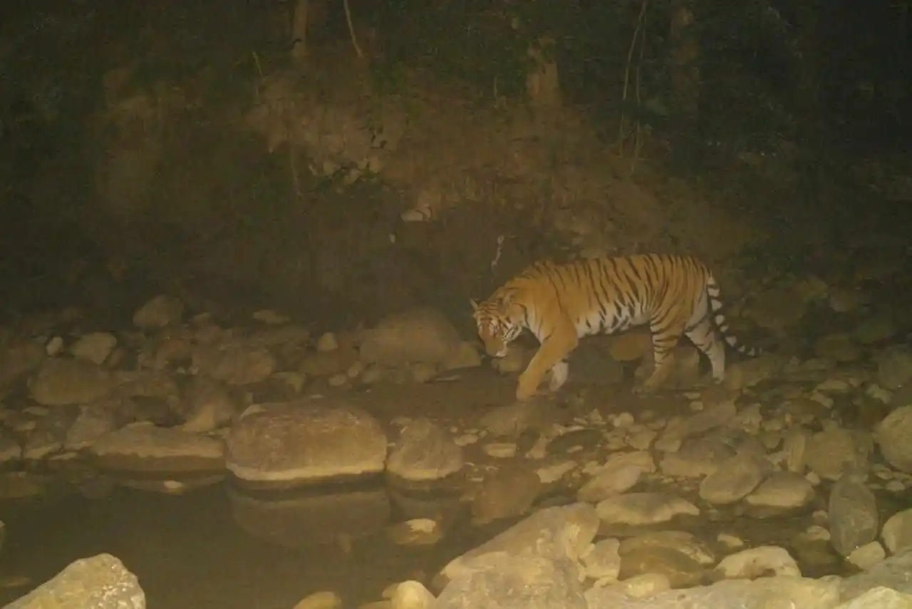दाङका विभिन्न वनमा देखिए सात बाघ Image