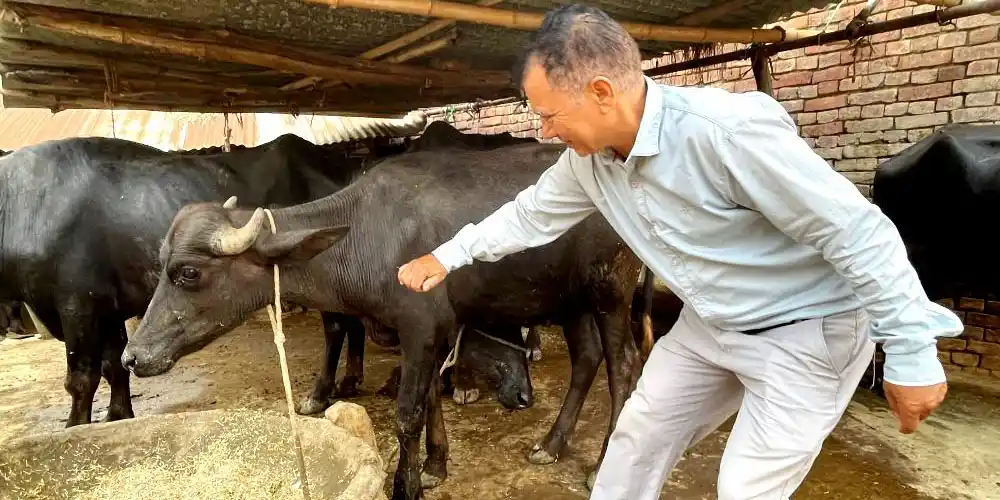 बाँकेमा पशुचौपायालाई निःशुल्क खोप लगाउन शुरु Image