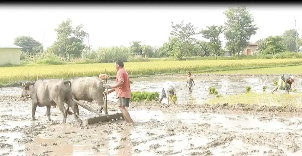 सिचाई सुविधा पुगेपछि समयमै रोपाई