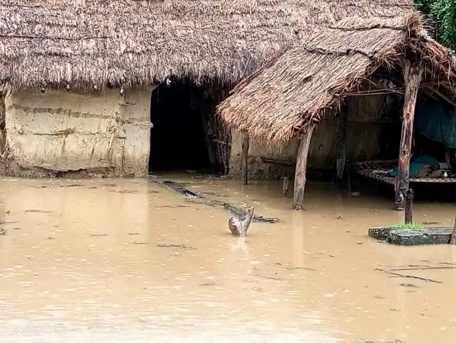 आईतबारको झरीले नरैनापुरका दर्जन घर डुबानमा