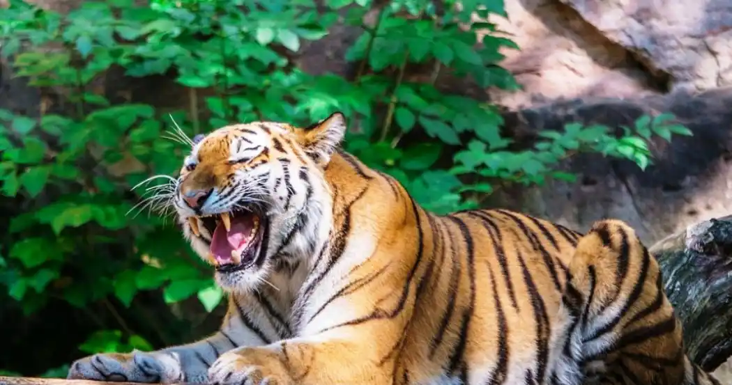 राप्तीसोनारीको मदुईमा बाघले महिला खायो