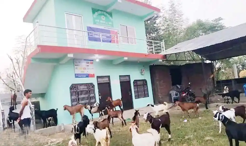 बाँकेबाट दुई करोड ३८ लाख बढीका खसीबोका बिक्री Image