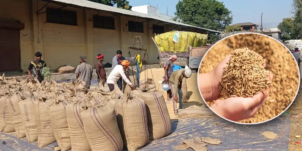 बाँकेका किसानबाट एक करोड ३८ लाख बढीको धान खरिद Image