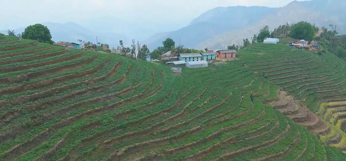 आलुखेतीबाट आत्मनिर्भर बन्दै किसान Image