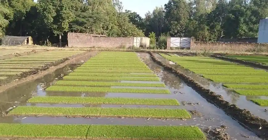 बाँकेमा धानको ब्याड राख्न ढिलाई Image