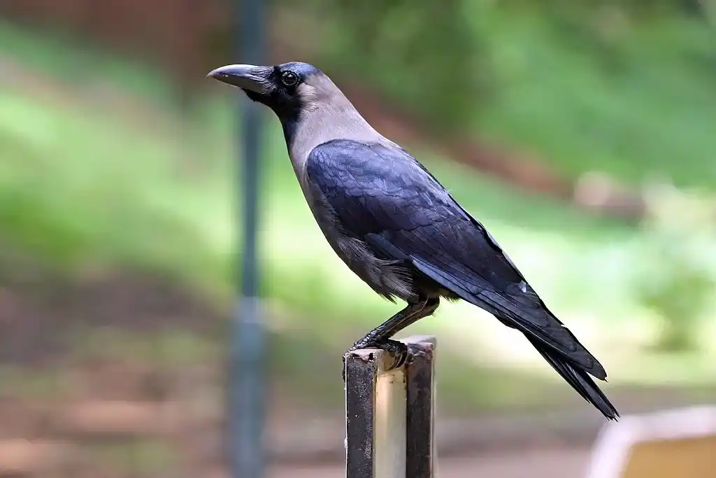 काठमाण्डौमा बर्डफ्लु सर्नुमा मुख्य कारक काग Image