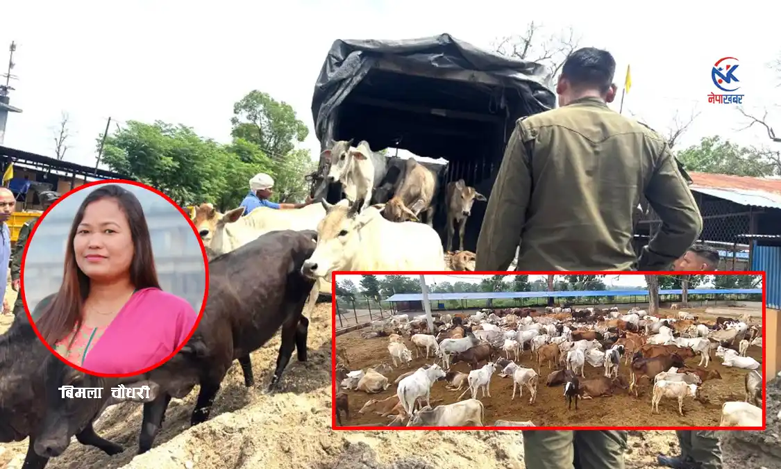 दूध दिँदासम्म आफ्नो, बुढ्यौलीमा बेवारिसे Image